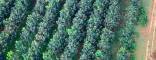 Plus de 25 000 Ha de plantations industrielles